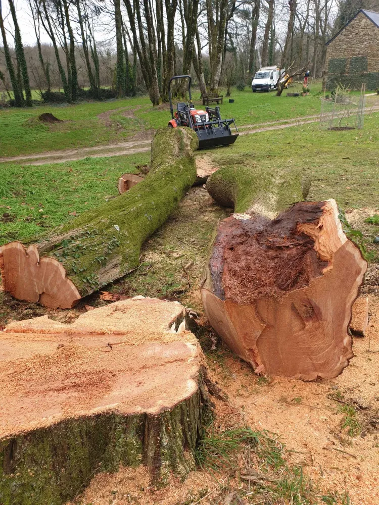 abattage arbre dangereux