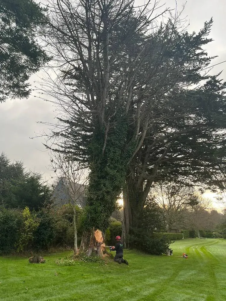 Abattage à La Forêt-Fouesnant