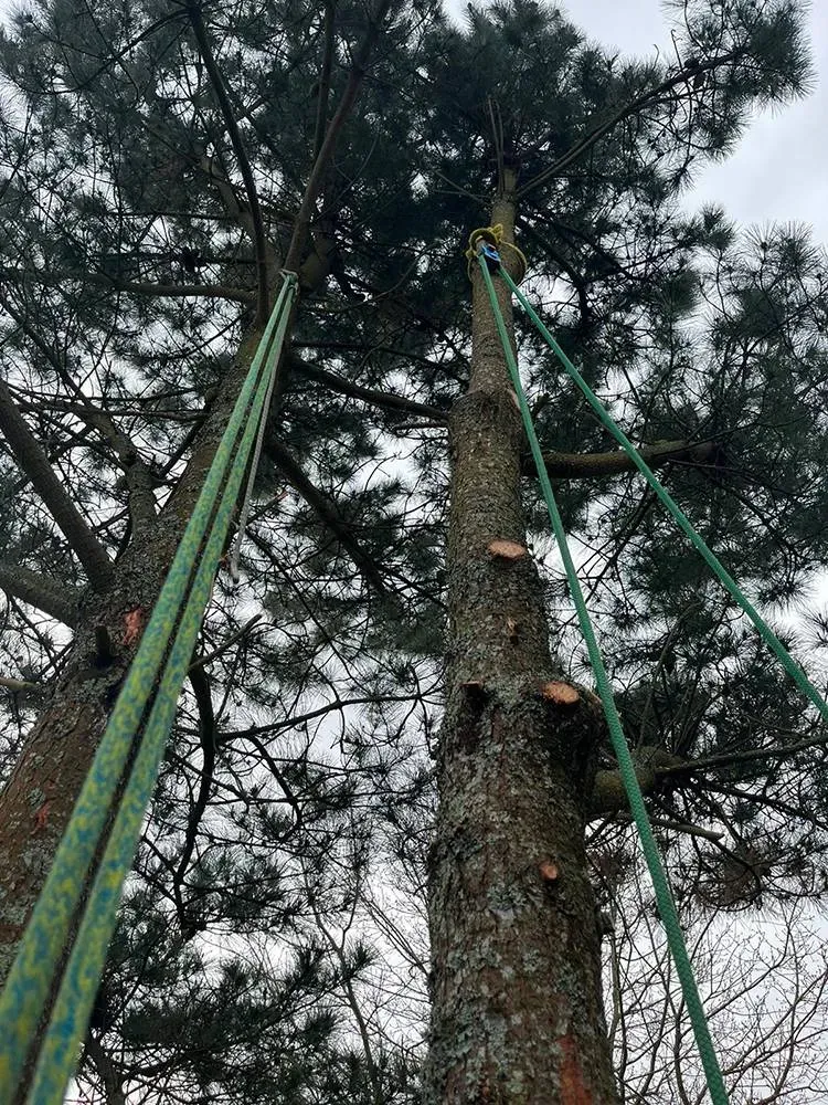 elagage arbre vendee